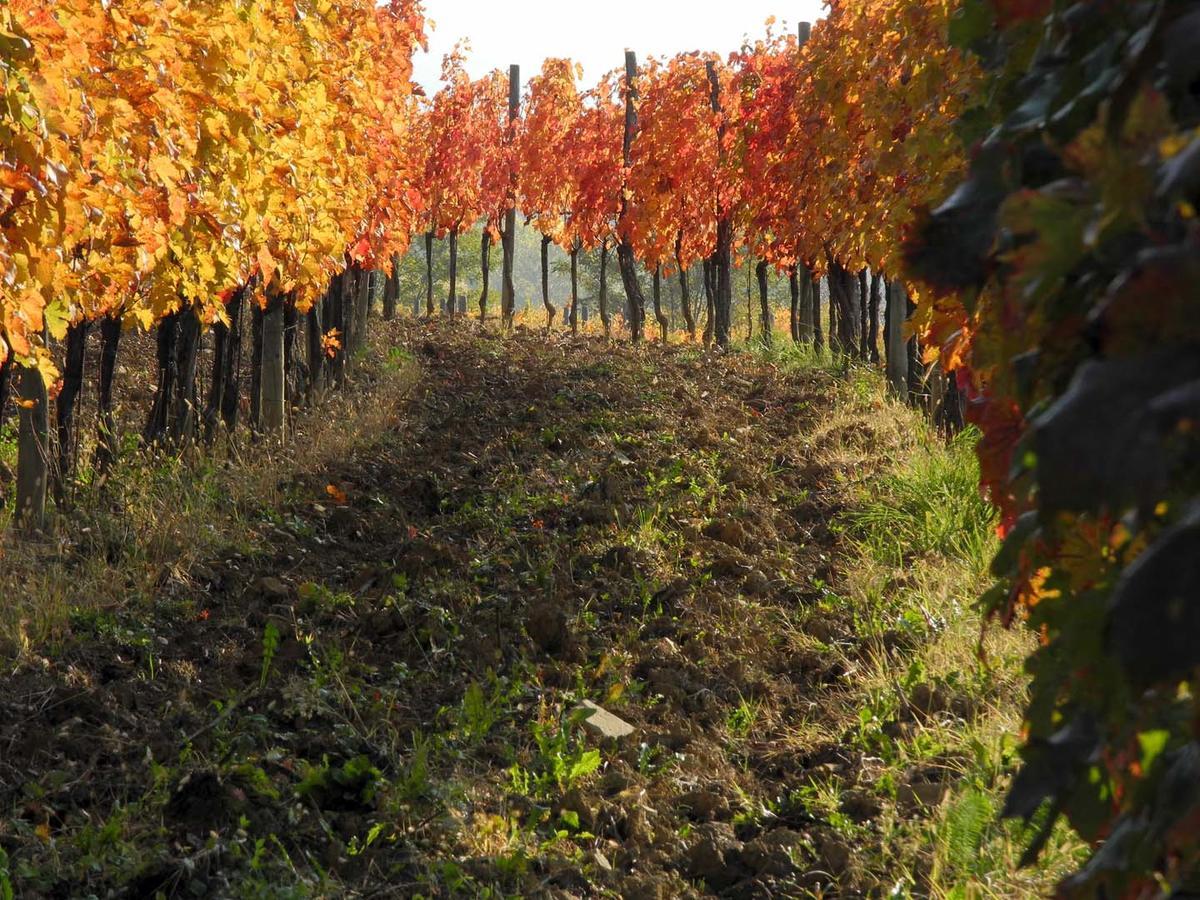 Villa Casali Del Picchio - Winery Cividale del Friuli Exterior foto